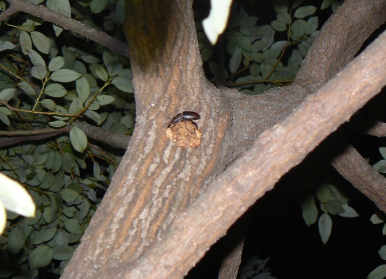 ヤナギ林のその他のヤナギ 新たな樹液に来たノコギリクワガタの雄__200918_19-15